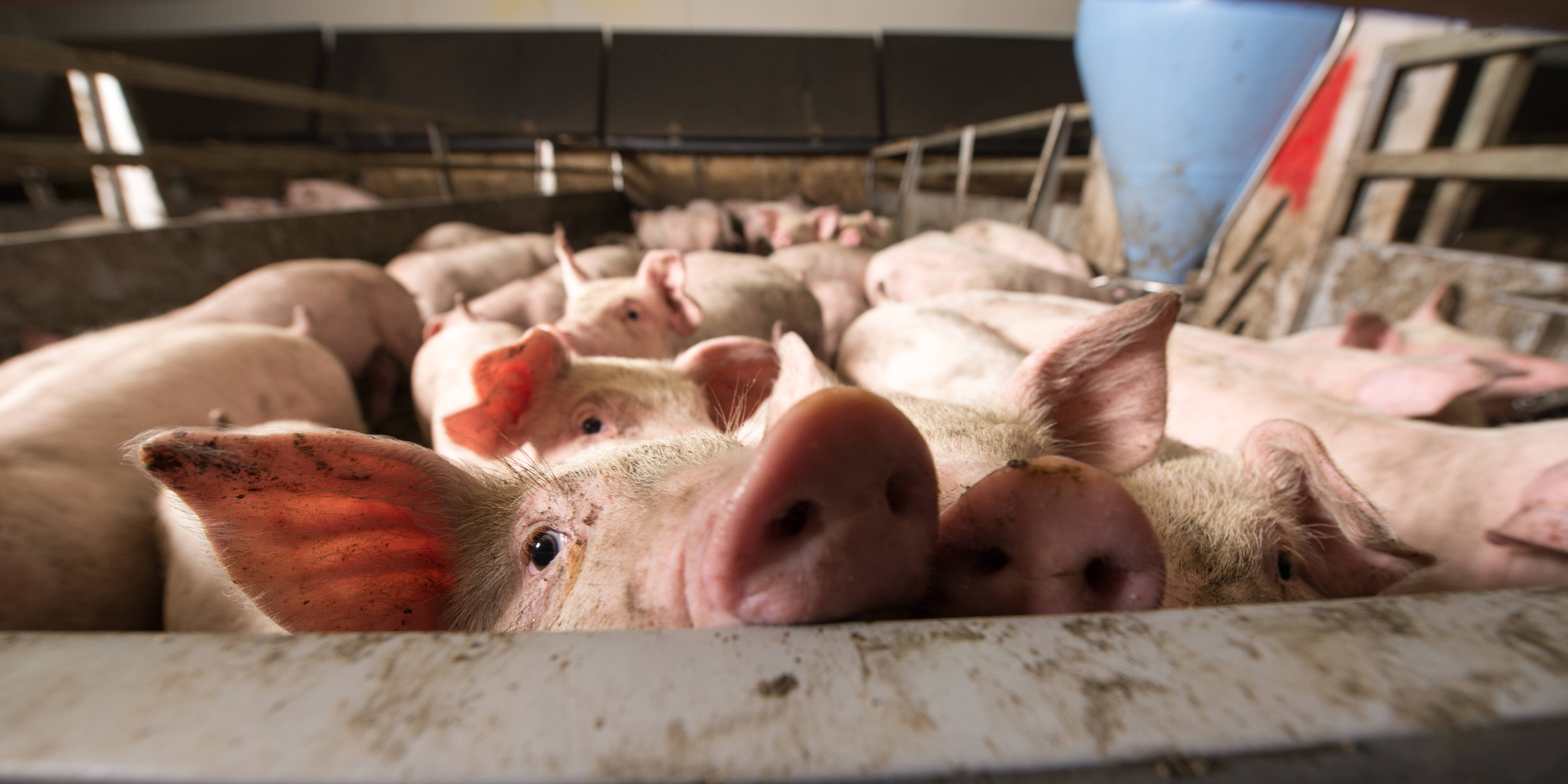 Schweine im Stall.