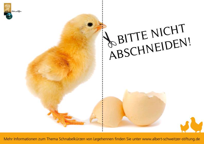 küken schnabelkürzen