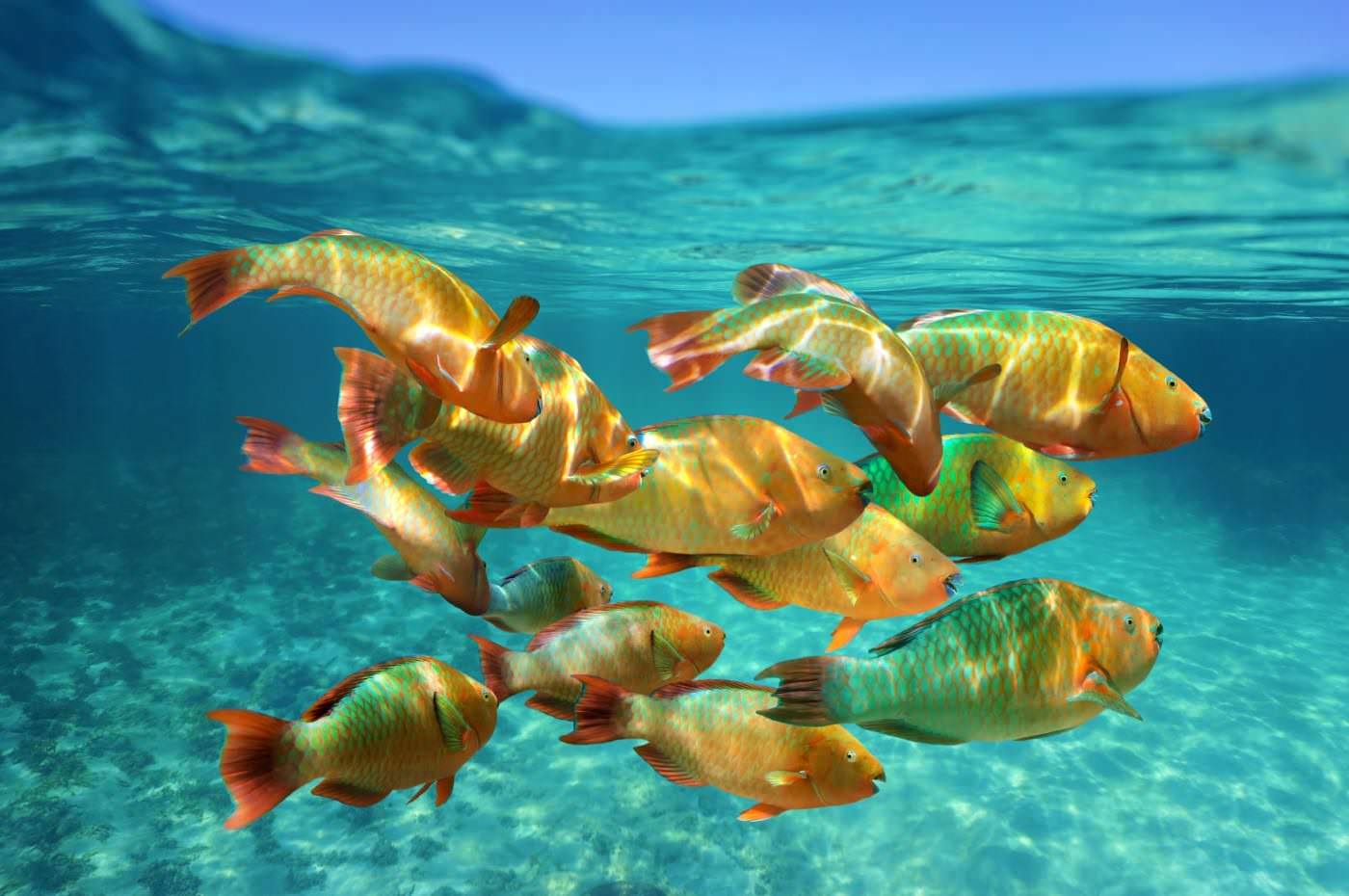 Fische