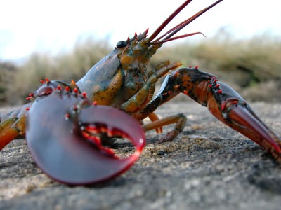 Hummer