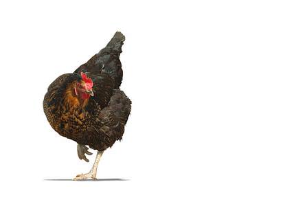 Huhn