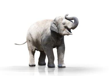 Elefant