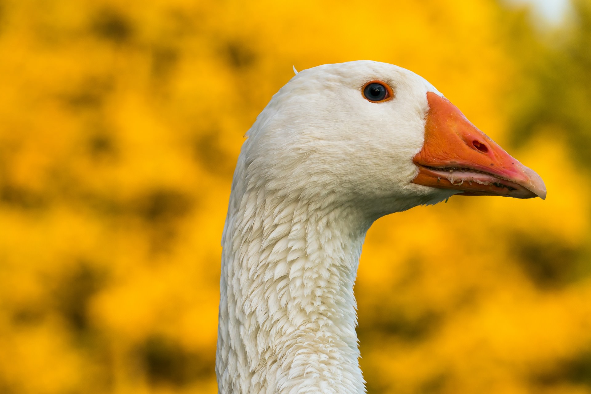 Gans vor Raps