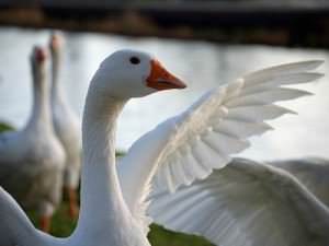 Gans