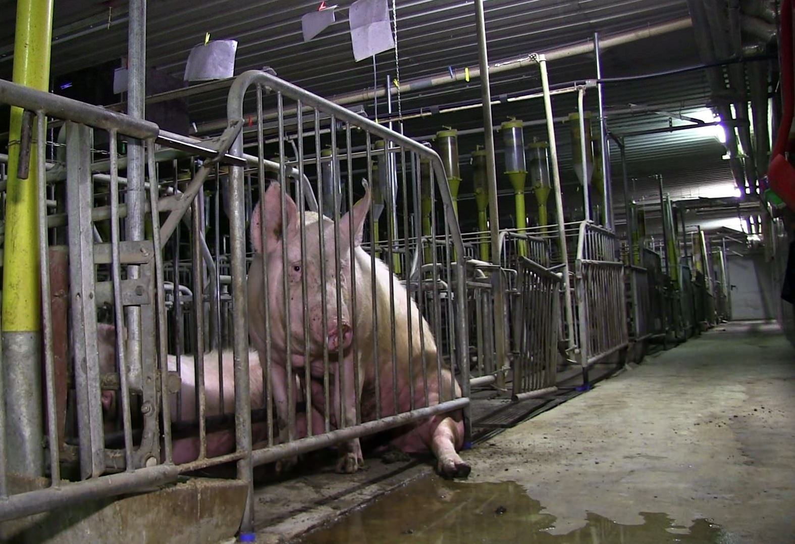Schwein in zu schmalem Kastenstand © ARIWA