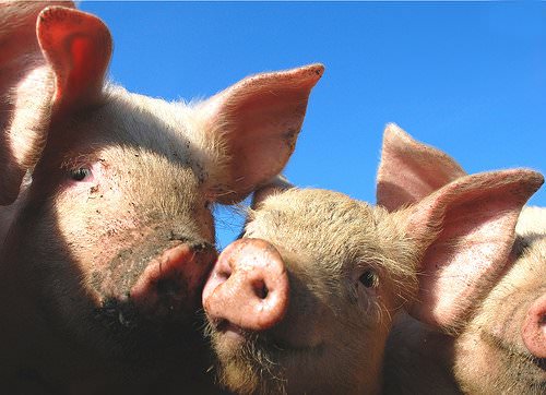 Schweine