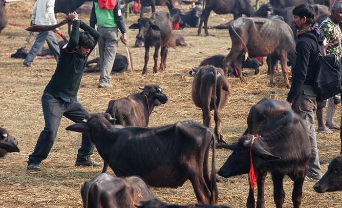 Gadhimai Schlachtfest 2014