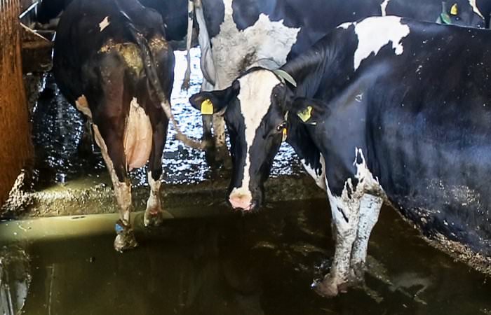 Gülle steht im Laufstall