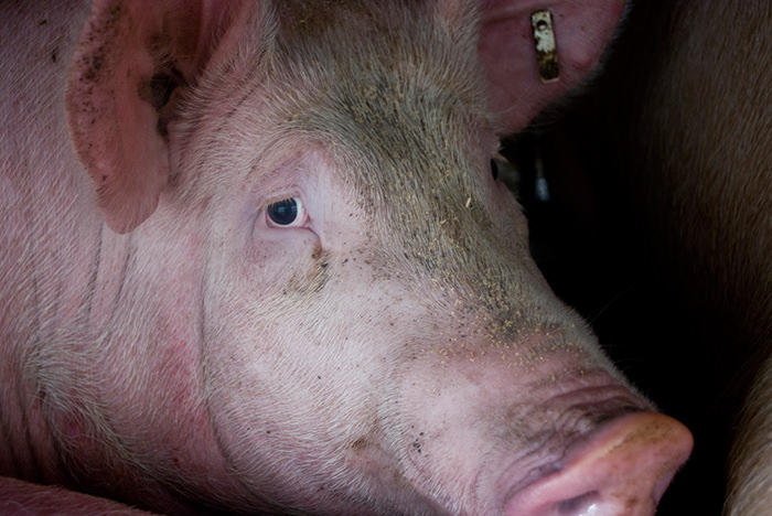 Schwein