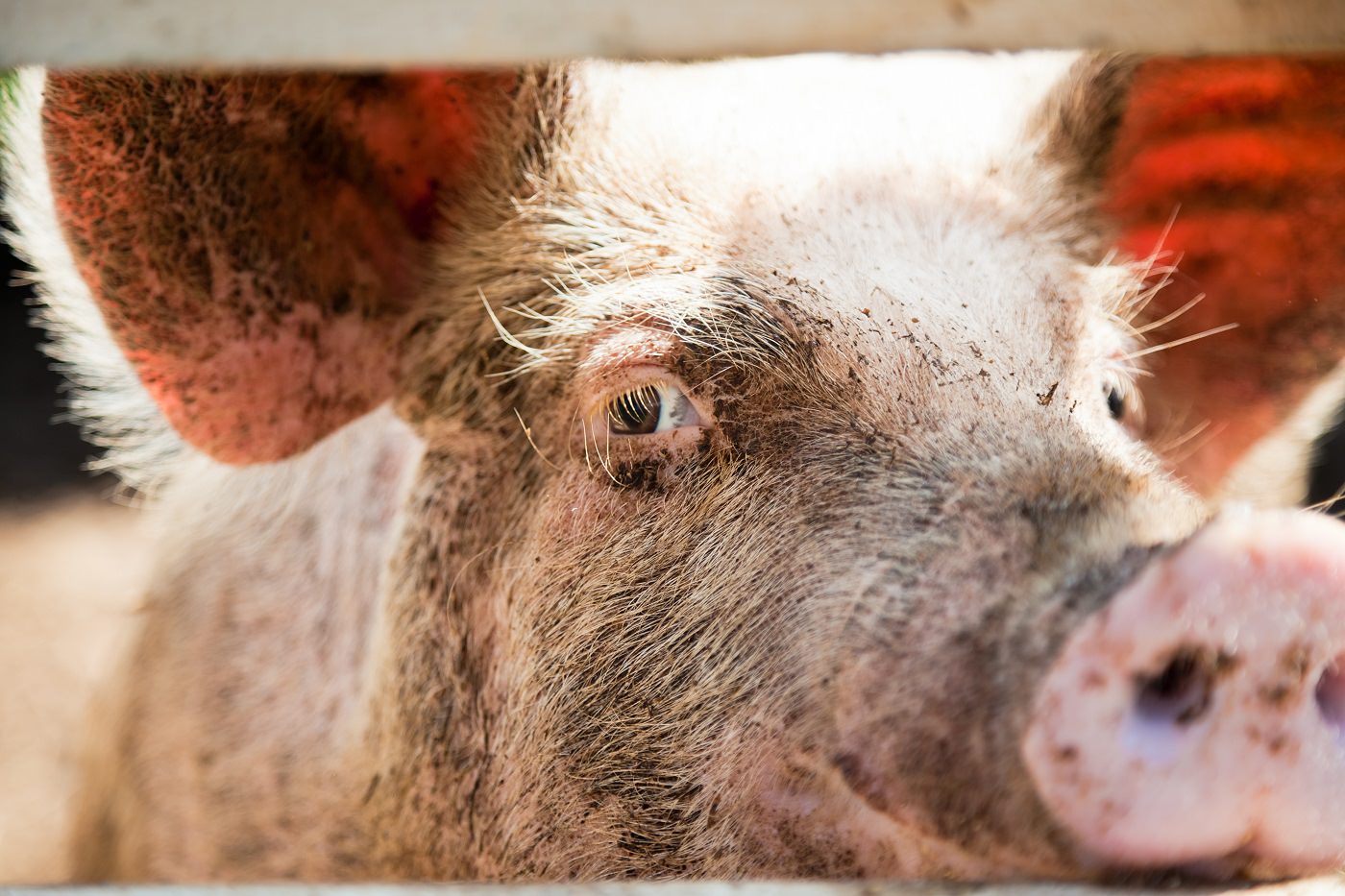 Schwein schaut mit Auge in die Kamera