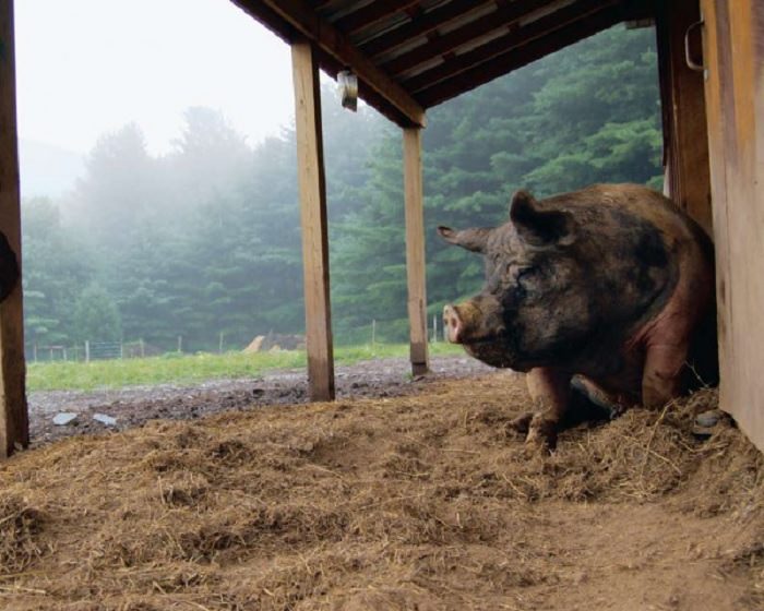 Schweinedame Sophie