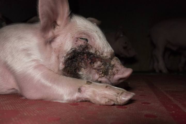 Ferkel mit Wunde im Gesicht