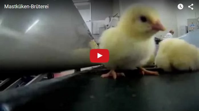 Video aus Mastküken-Brüterei