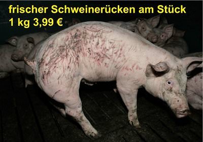 verletztes Schwein