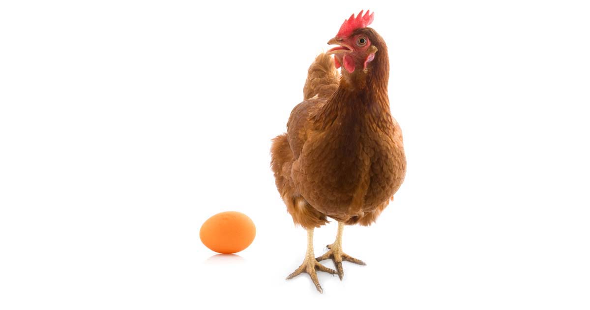 Huhn und Ei