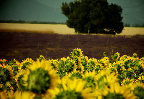 Sonnenblumen