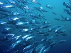 Fische