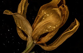 Verdorrte Blume mit Wassertropfen auf schwarzem Grund