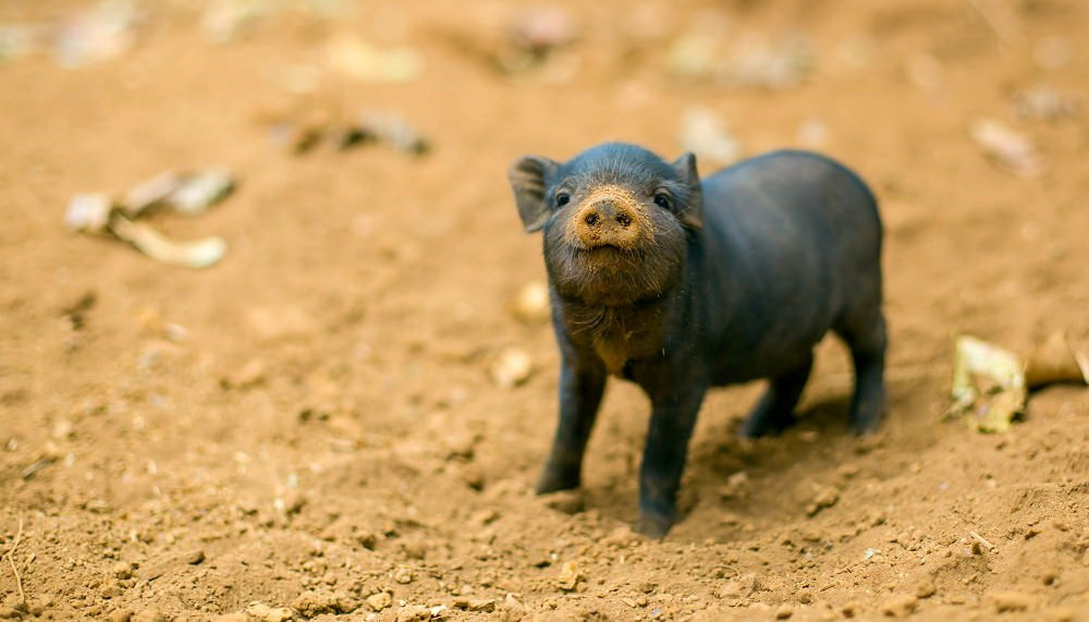 Ferkel im Sand