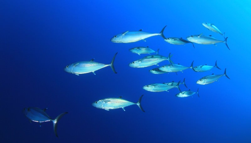 Fische im Meer